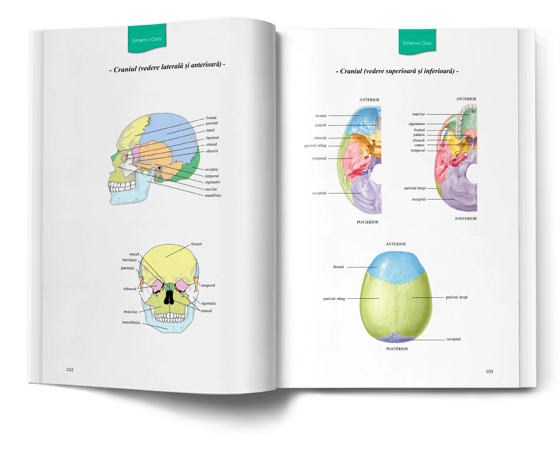 Pagină interioară din Atlas de Biologie pentru Admiterea la Medicină