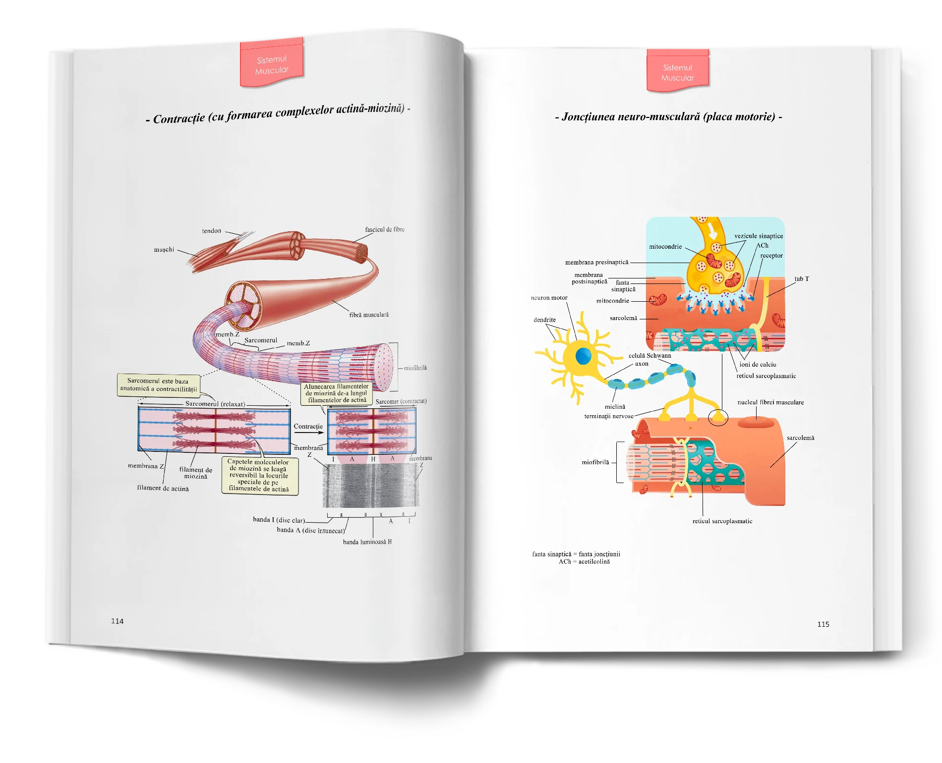 Pagină interioară din Atlas de Biologie pentru Admiterea la Medicină