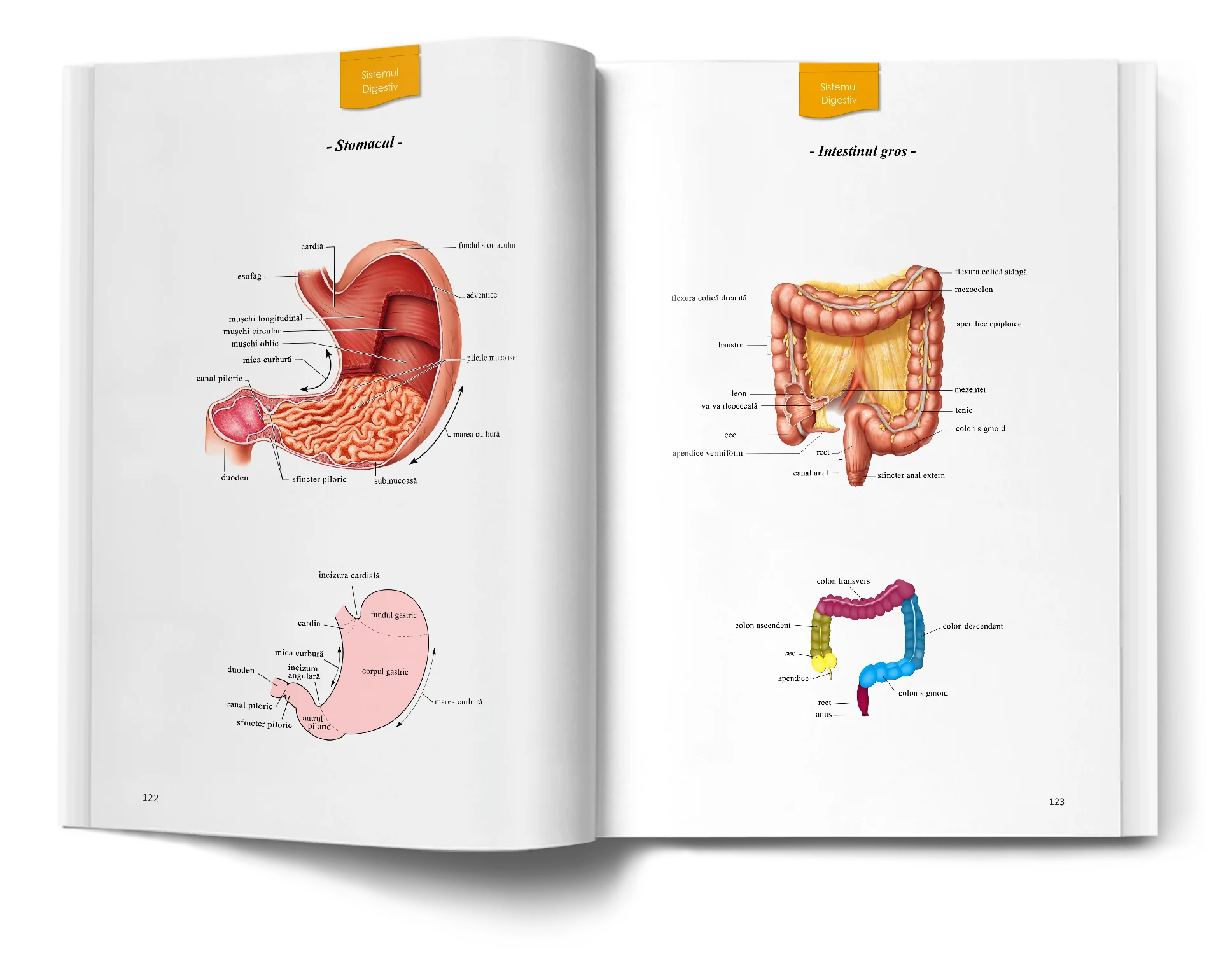 Pagină interioară din Atlas de Biologie pentru Admiterea la Medicină