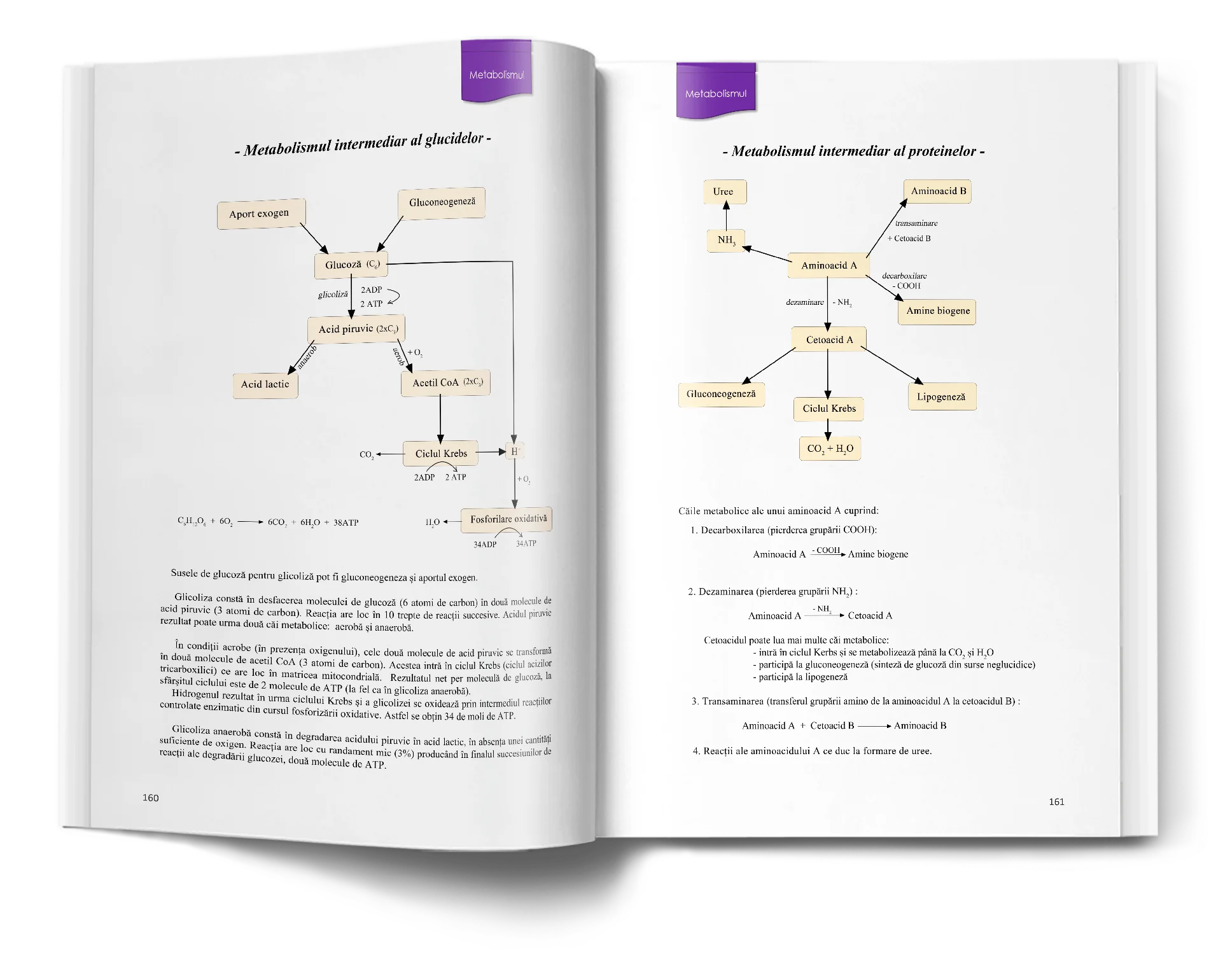 Pagină interioară din Atlas de Biologie pentru Admiterea la Medicină