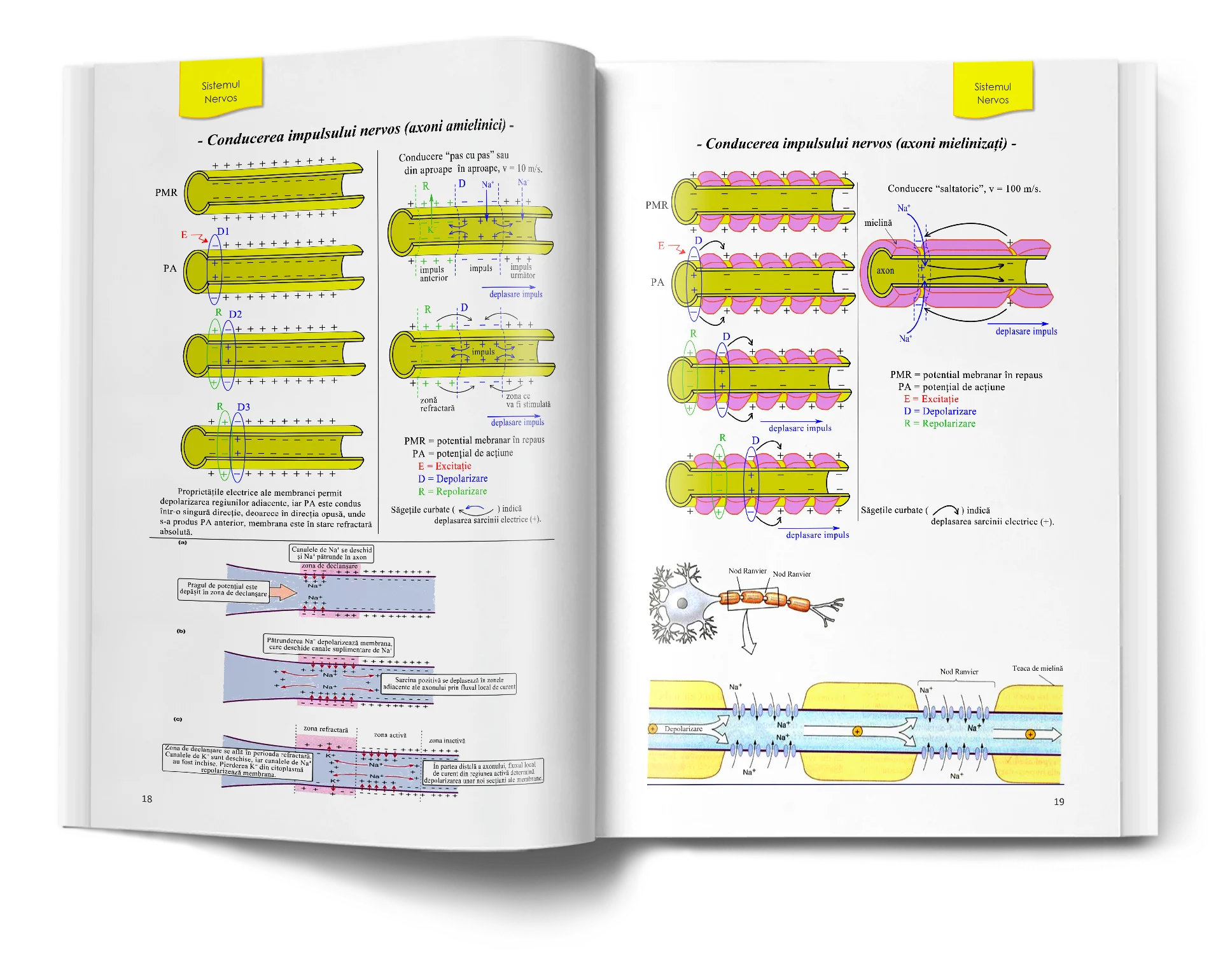 Pagină interioară din Atlas de Biologie pentru Admiterea la Medicină
