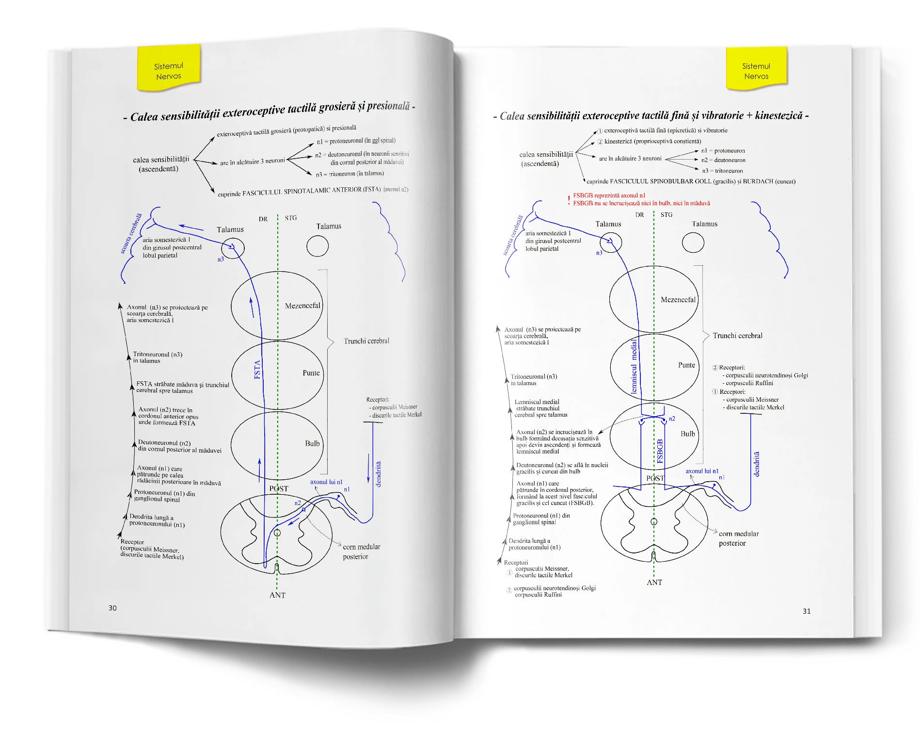 Pagină interioară din Atlas de Biologie pentru Admiterea la Medicină