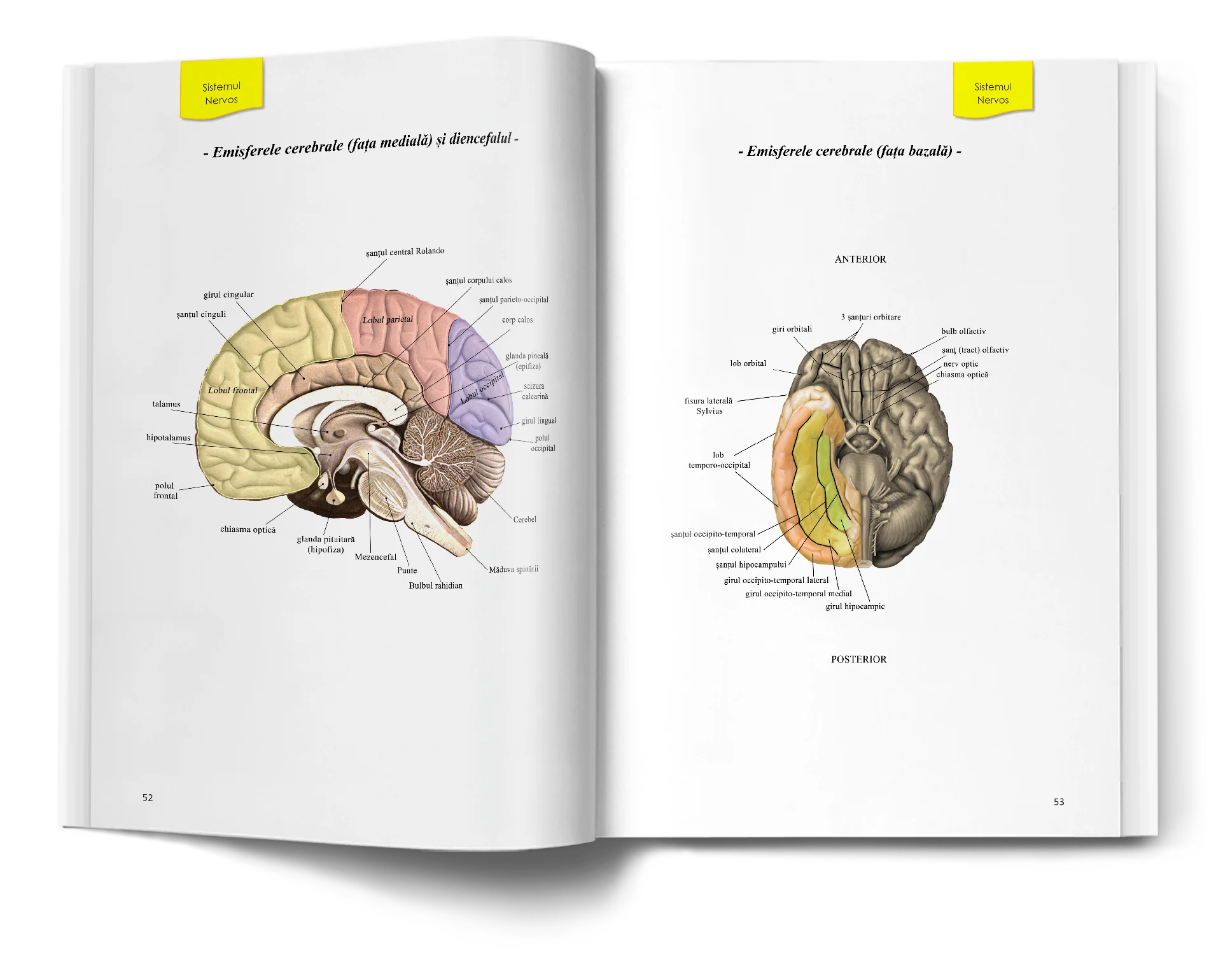 Pagină interioară din Atlas de Biologie pentru Admiterea la Medicină