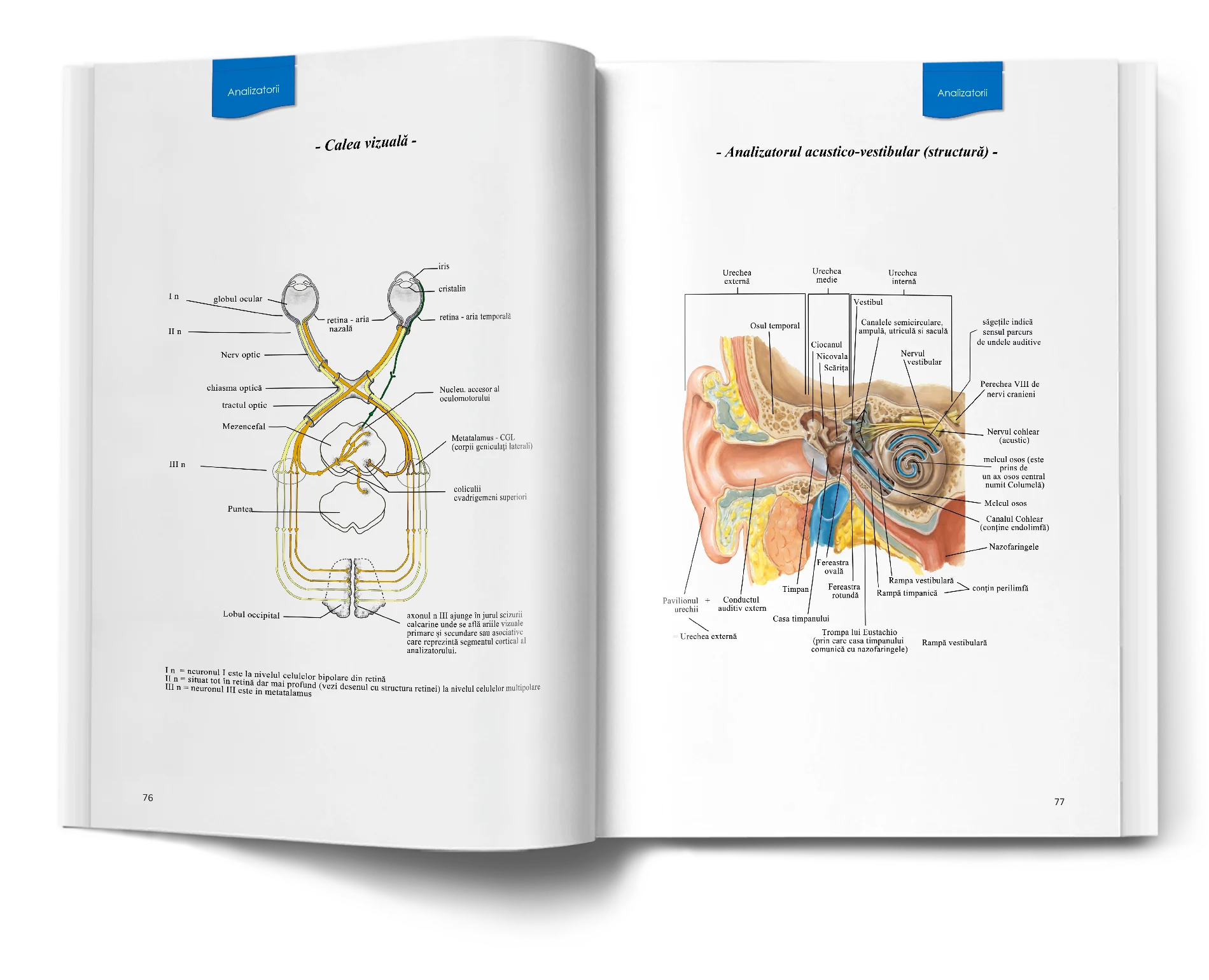 Pagină interioară din Atlas de Biologie pentru Admiterea la Medicină
