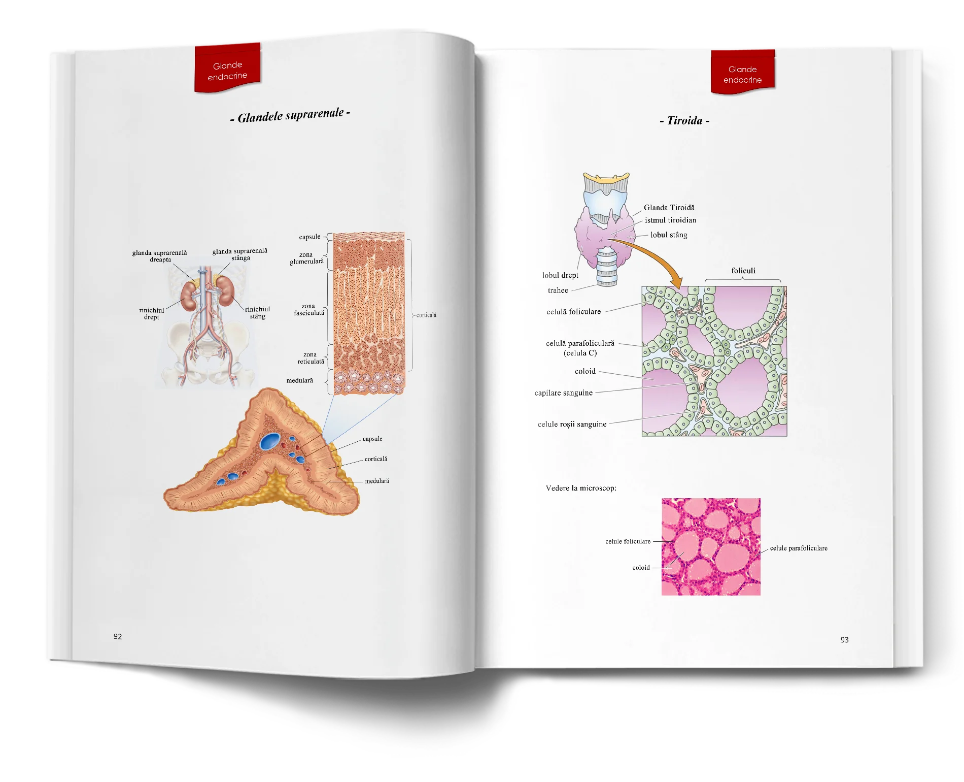 Pagină interioară din Atlas de Biologie pentru Admiterea la Medicină